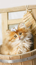 十只橘猫九只胖