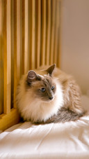 Ragdoll on the bed