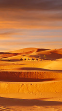 Camel Caravan Going through the Sand Dunes in the deserts