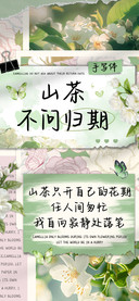 山茶不问归期手写体