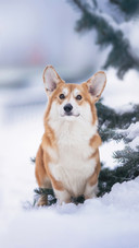 A Cute Corgi Sitting on The Snow