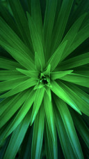 Nature (20)