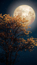 Blue moonlight-03