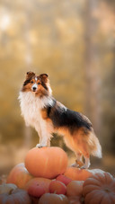 A Dog Standing on A Pile of Pumpkins