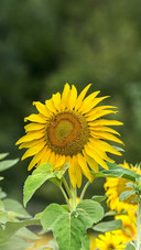 Flower (2)