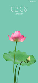 清新护眼荷花