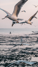 飞翔海鸥—锐景创意