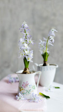Potted flowers love yellow leaves 68