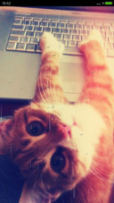 猫咪