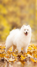 A Young White Dog Running on Autumn Leaves