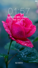 沾满雨露的小红花 唯美特写 右滑解锁