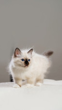 Sacred Birman kitten, birma Cat