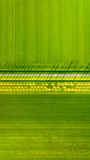 Aerial view of tulip fields in Denmark