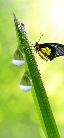 Eye protection wallpaper-PAIXIN