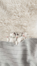 Three of Siberian Husky Puppies Sleeping Under a Blanket