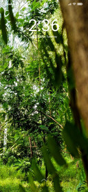 Forest Flora_DWM2