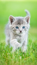 Cat (3)