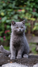 流浪猫会羡慕家猫吗