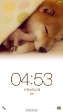 柴犬
