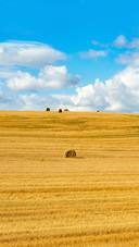 Harvested bales of straw in field at sunny summer day