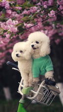 Learn about the common problems of small dogs 13