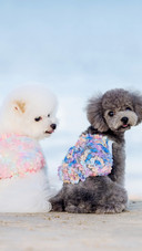 Bichon frises and poodles by the seaside