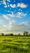 the blue sky at dusk in the fields