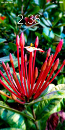 Talling Flower_DWM3