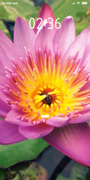 Lotus_DWM2