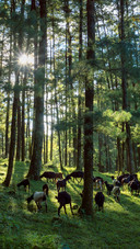 Flocks of sheep walk leisurely in the forest