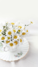 Daisy and Teacup