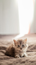 Small kittens just woke up and want to play