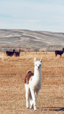 Alpaca standing in the field