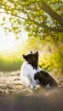 The necessity of dog grinding teeth