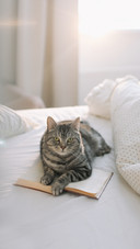 Grey Tabby Cat Lying on Bed and Sleeping