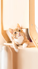 A funny cat lies on a white blanket