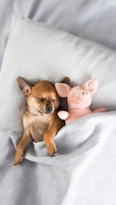 A Terrier Mix Puppy Sleeping in Bed With Favorit Toys