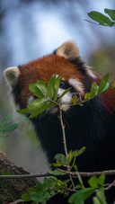 Red pandas in tangjiahe district
