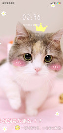 小姐姐要吸猫么X