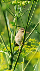 The birds on the branches