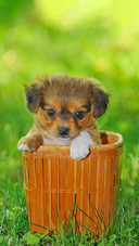 Feeding guide for puppies