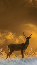 危险之中的动物