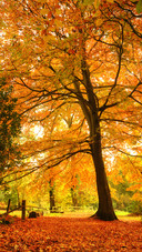 Beautiful autumn fall forest scene