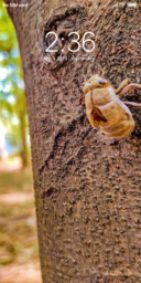 Insect_DWM2
