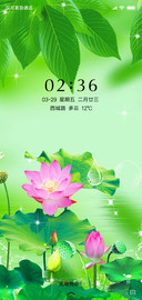 护眼荷花