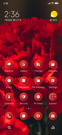 Carnations