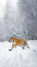 A Young Siberian Tiger Running Across Snow Fields
