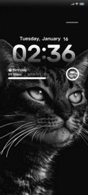 Black Cat