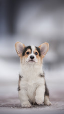 Cute Corgi Dog Sitting on The Ground