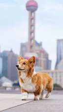 如果狗狗能说话